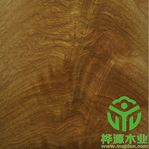 金叉木皮装修精品0.5mm，高档树杈木皮批理供应